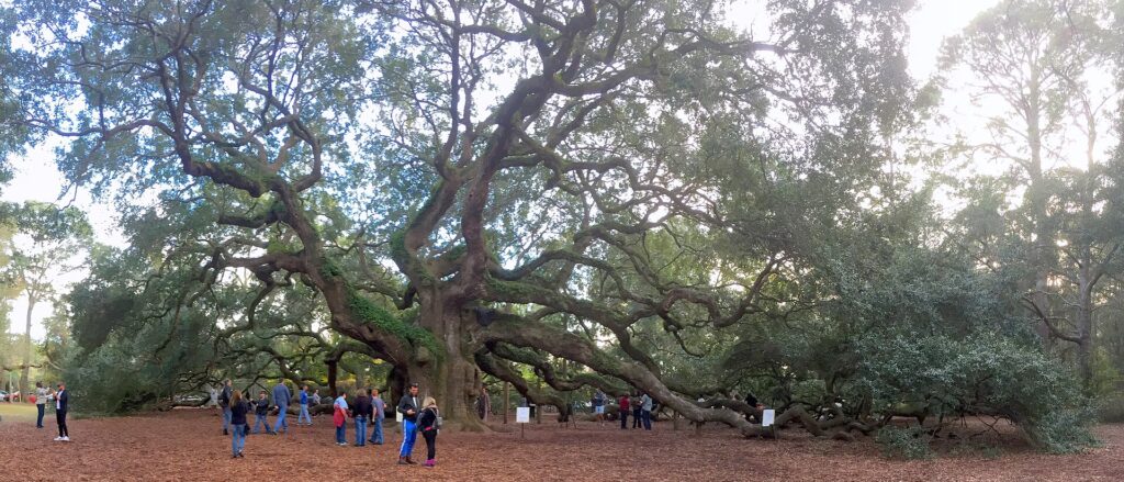 Angel Oak Johns Island South Carolina.jpg